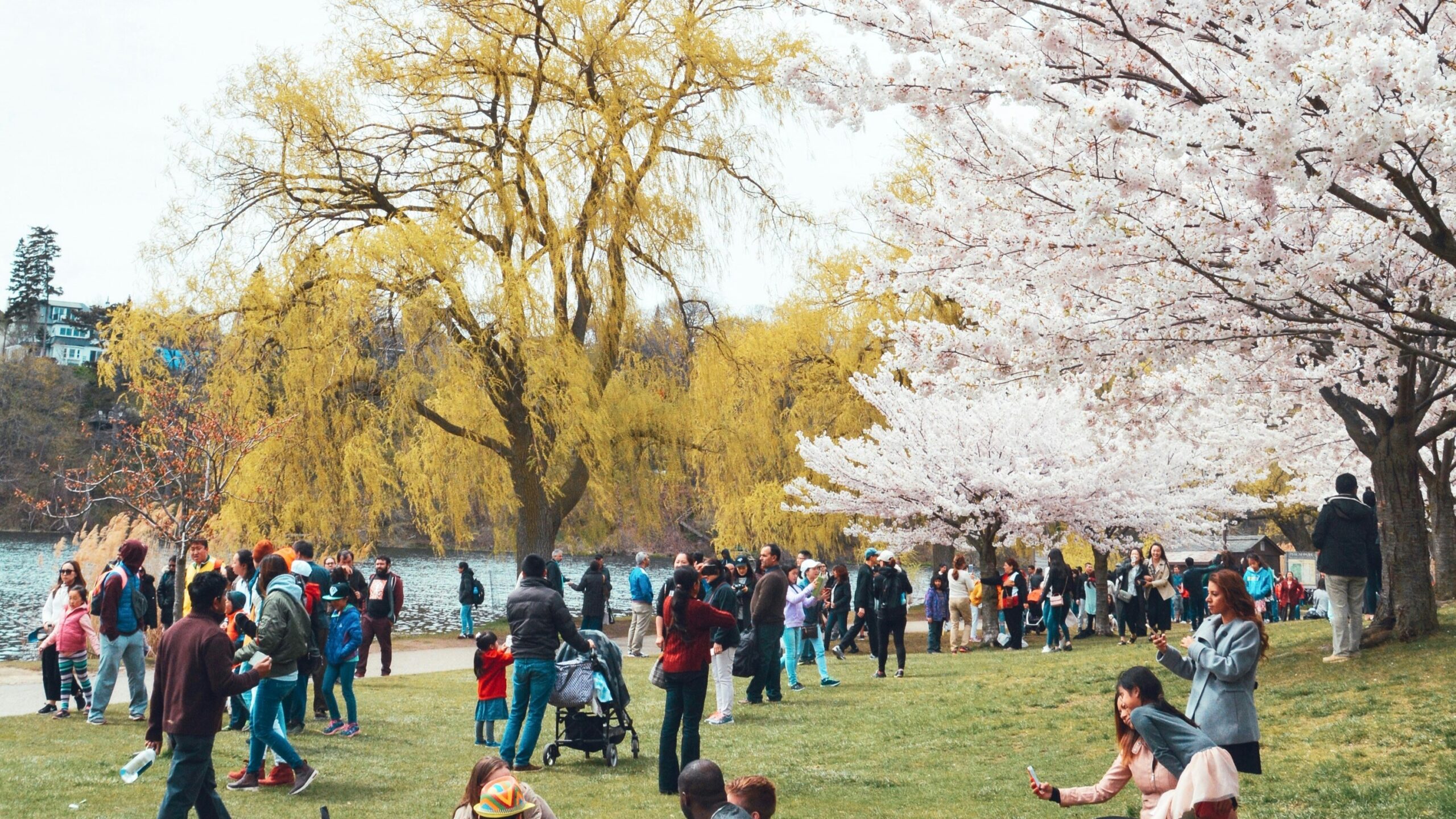 Cherry Blossom Festival in High Park Toronto