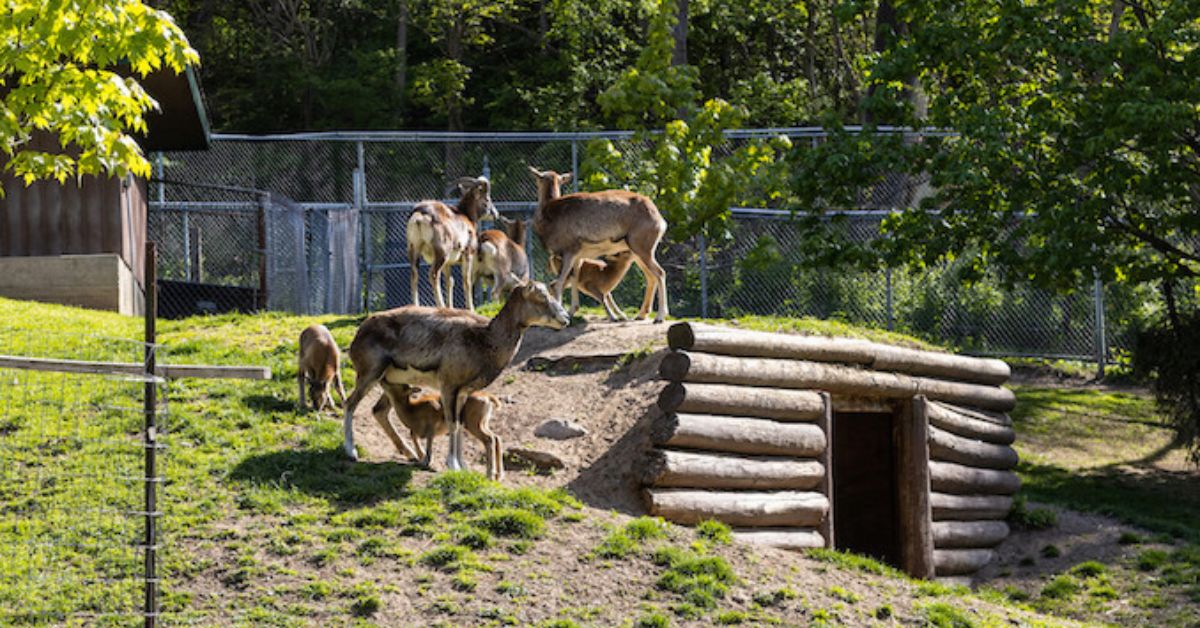 Animals in High Park Zoo