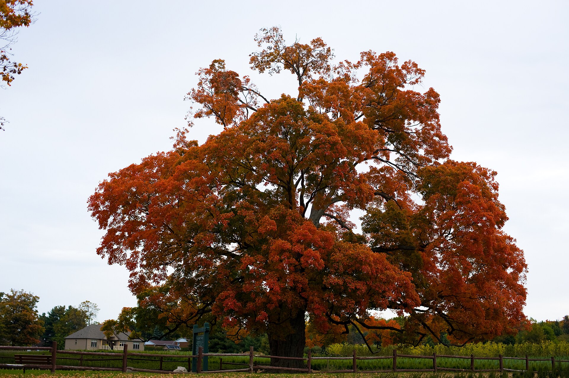 Comfort Maple - Frank Leo